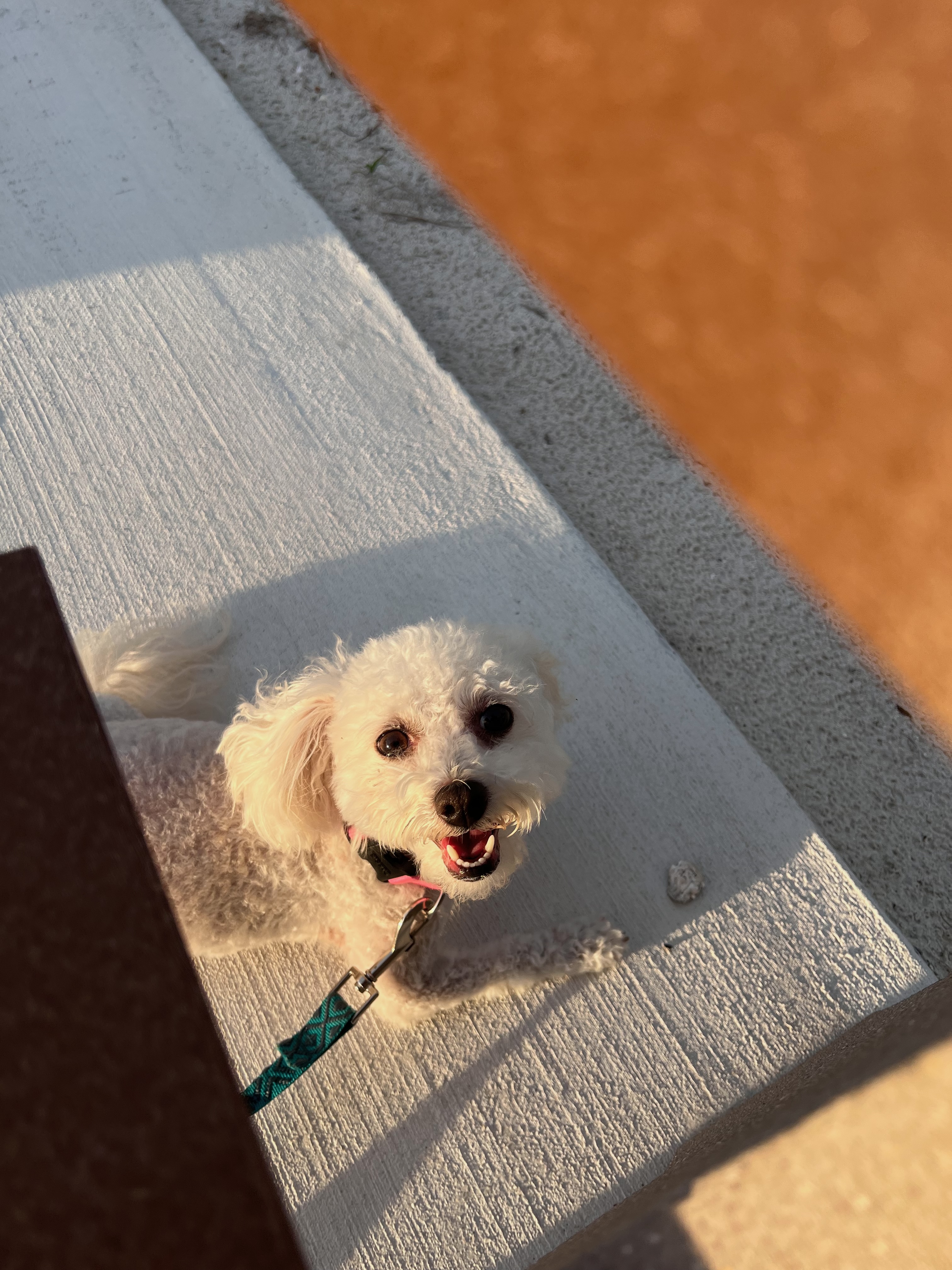 Eko - Chief Comfort Officer (Miniature Maltipoo)